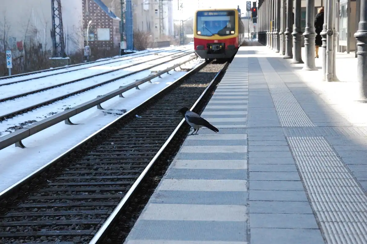Peron gol de gară dimineața, cu un tren pe linia alăturată și o pasăre pe șine