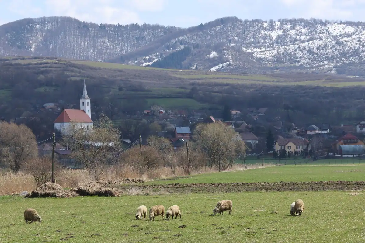 Sat cu biserică albă în depărtare, oi la păscut și munți cu zăpadă în spate