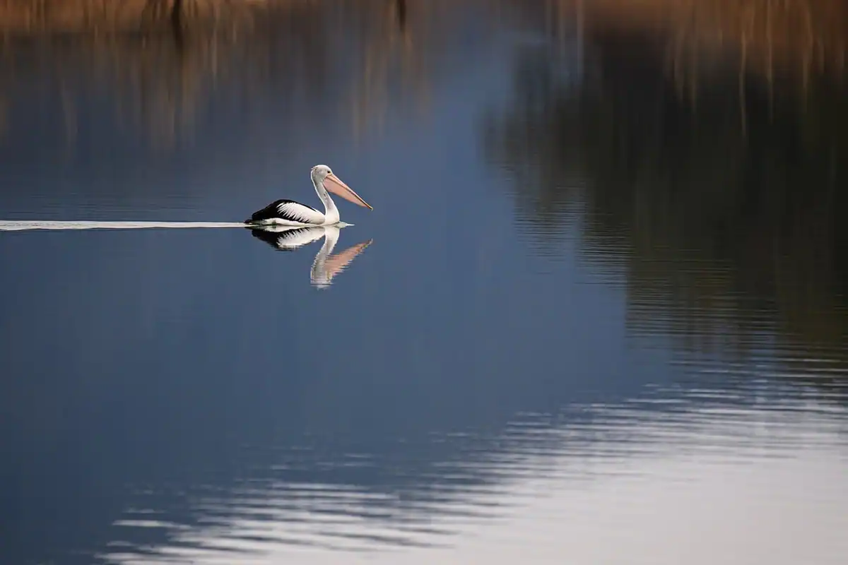 Pelican singur plutind pe apa calmă a unui lac, cu reflexia lui în luciul apei, printre stuf