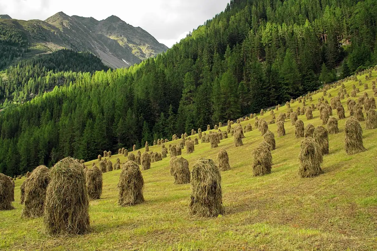 Căpițe de fân pe o pajiște în pantă, la marginea unei păduri dese de brazi