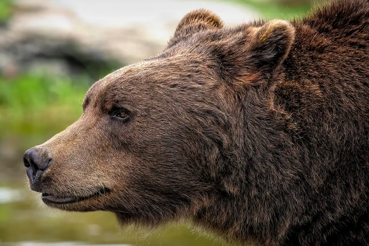 Urs brun cu botul întors într-o parte, privit de aproape în pădure